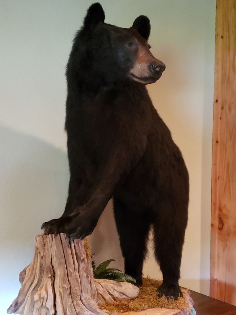 Walls That Tell Every Bear's Tale