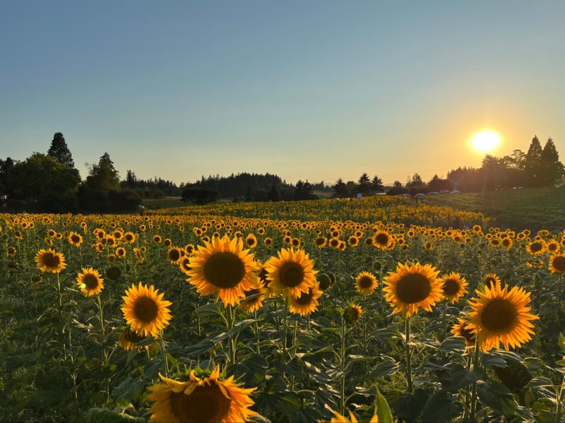 Wandering the Golden Sunflower Field Wandering the Golden Sunflower Field