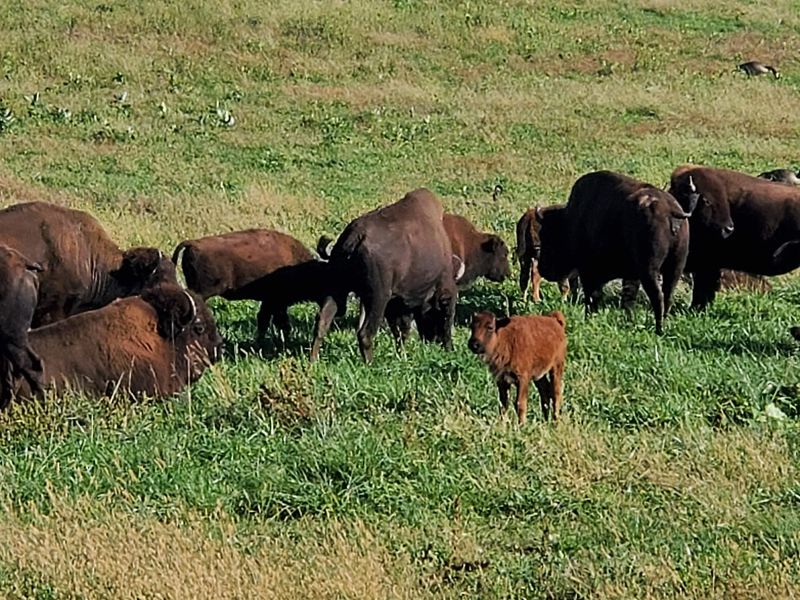 Watch Bison Roam From Your Cabin Patio Watch Bison Roam From Your Cabin Patio