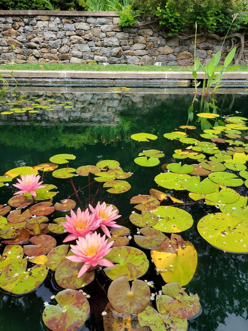 Water, Lotuses, and a Reflecting Pool With a Past