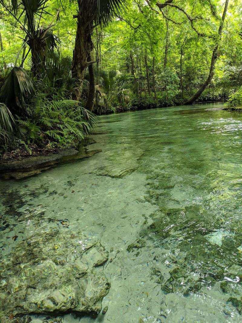 Water So Clear You Can Count the Fish Water So Clear You Can Count the Fish