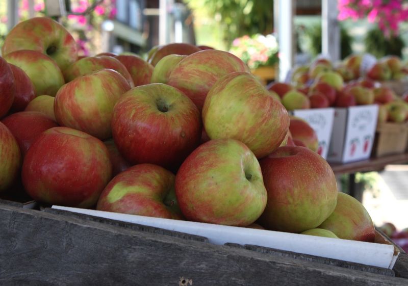 Weaver's Orchard Inc, Morgantown, Pennsylvania Weaver's Orchard Inc, Morgantown, Pennsylvania