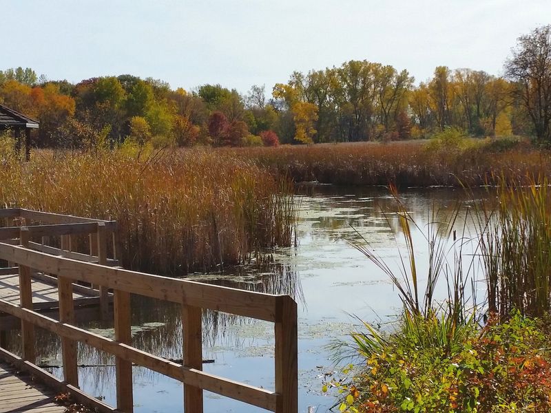 Wetlands That Do Real Ecological Work Wetlands That Do Real Ecological Work