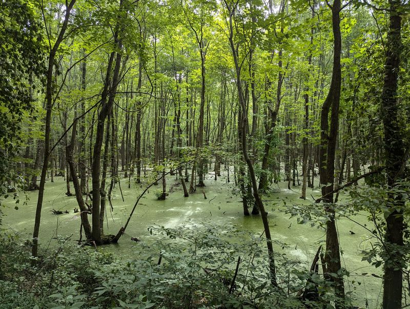 Wetlands at the Southern End Wetlands at the Southern End