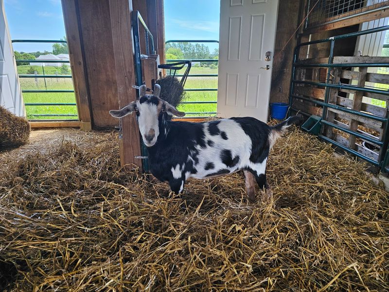 What Farmaste Animal Sanctuary Actually Is What Farmaste Animal Sanctuary Actually Is