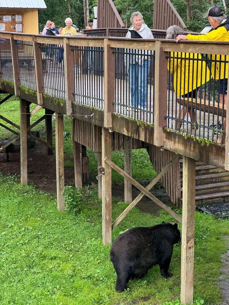 What Makes This Place Unlike Any Other Bear Encounter
