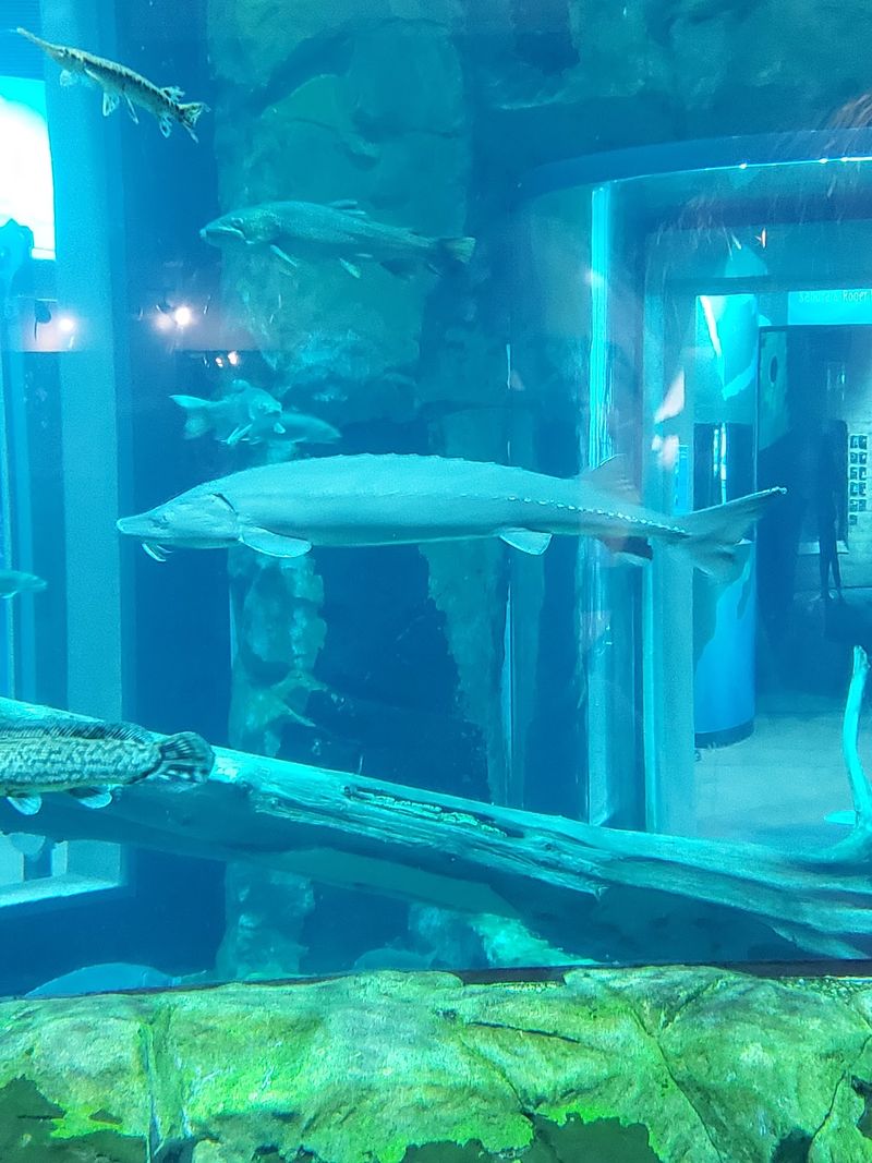 What Makes the Sturgeon So Fascinating What Makes the Sturgeon So Fascinating