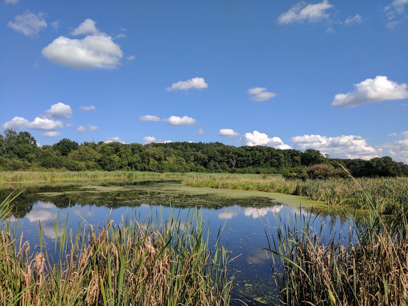 What Volo Bog Actually Is