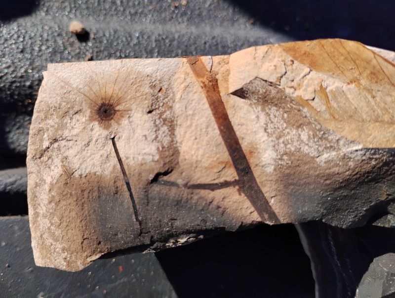 Wheeler High School Fossil Beds, Fossil, OR Wheeler High School Fossil Beds, Fossil, OR