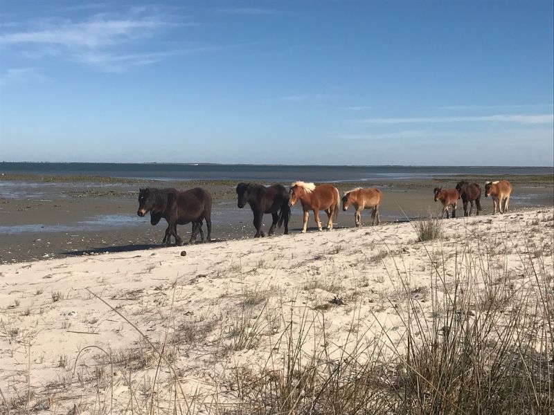Where Beaufort Meets the Barrier Islands Where Beaufort Meets the Barrier Islands