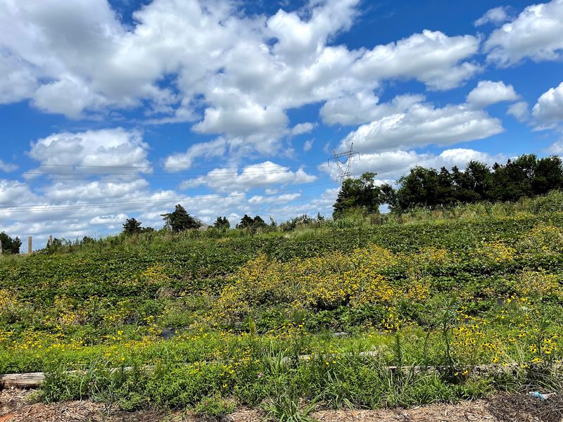 Where Buffalo Creek Berry Farm Sits