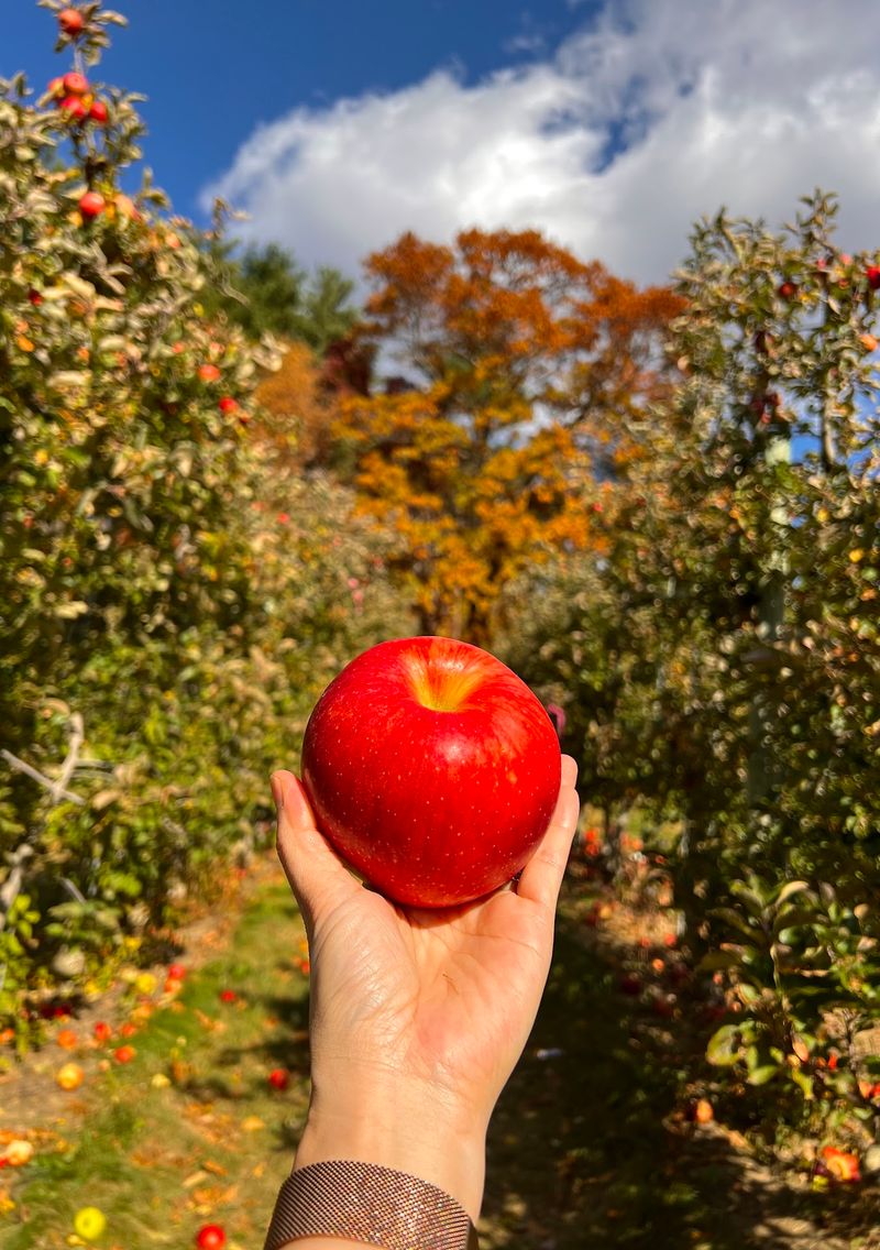 Where Country Roads Lead to Apples Where Country Roads Lead to Apples