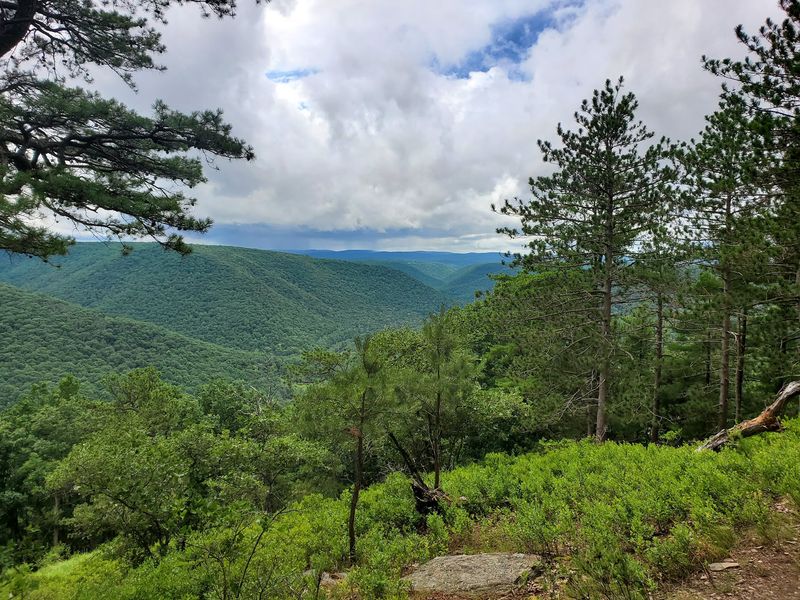 Where Exactly This Forest Lives and How to Find It Where Exactly This Forest Lives and How to Find It