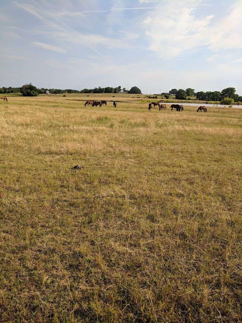 Where Mowdy Ranch Mustangs Sits and What It Is Where Mowdy Ranch Mustangs Sits and What It Is