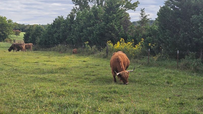 Where The Fluffy Herd Calls Home