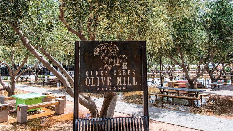 Where the Desert Meets the Olive Grove Where the Desert Meets the Olive Grove