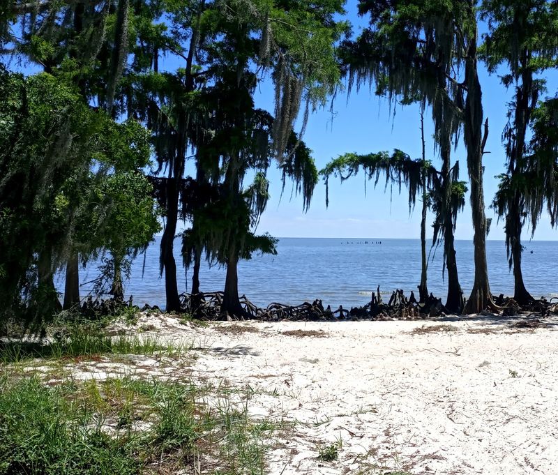 Where the Oaks Meet the Lake