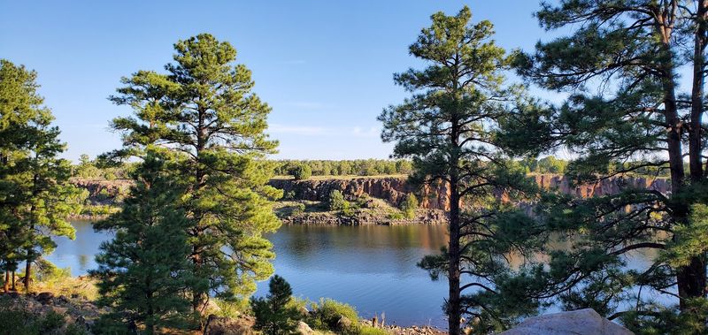 Where the Pines Meet the Shrinking Shore