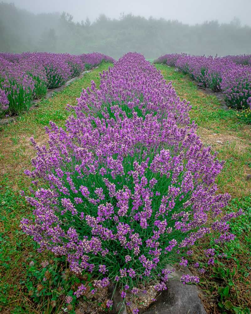 Where the Purple Rows Begin
