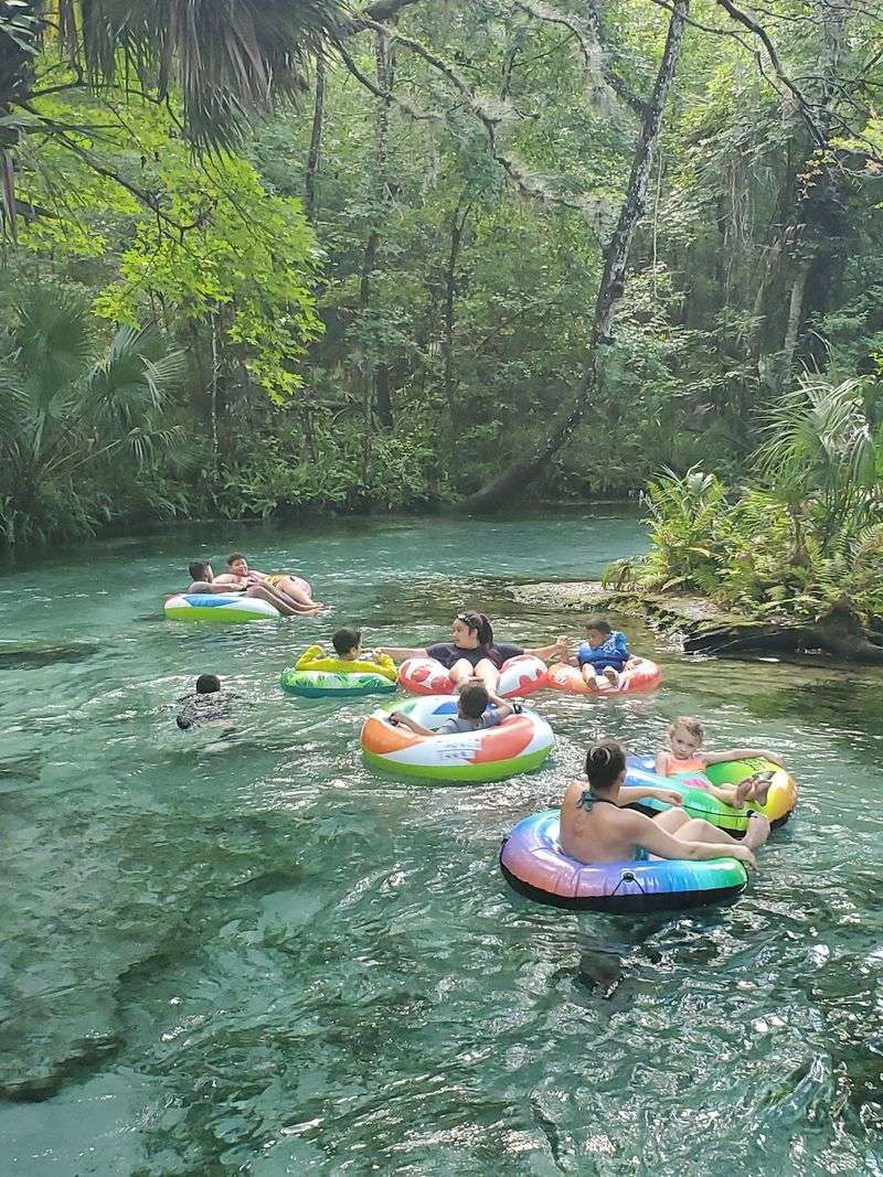 Where the Spring Meets the Forest in Apopka Where the Spring Meets the Forest in Apopka