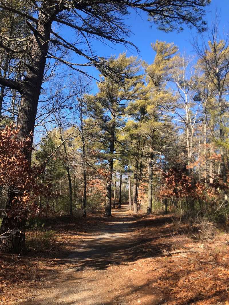 Where the Woods Begin Where the Woods Begin