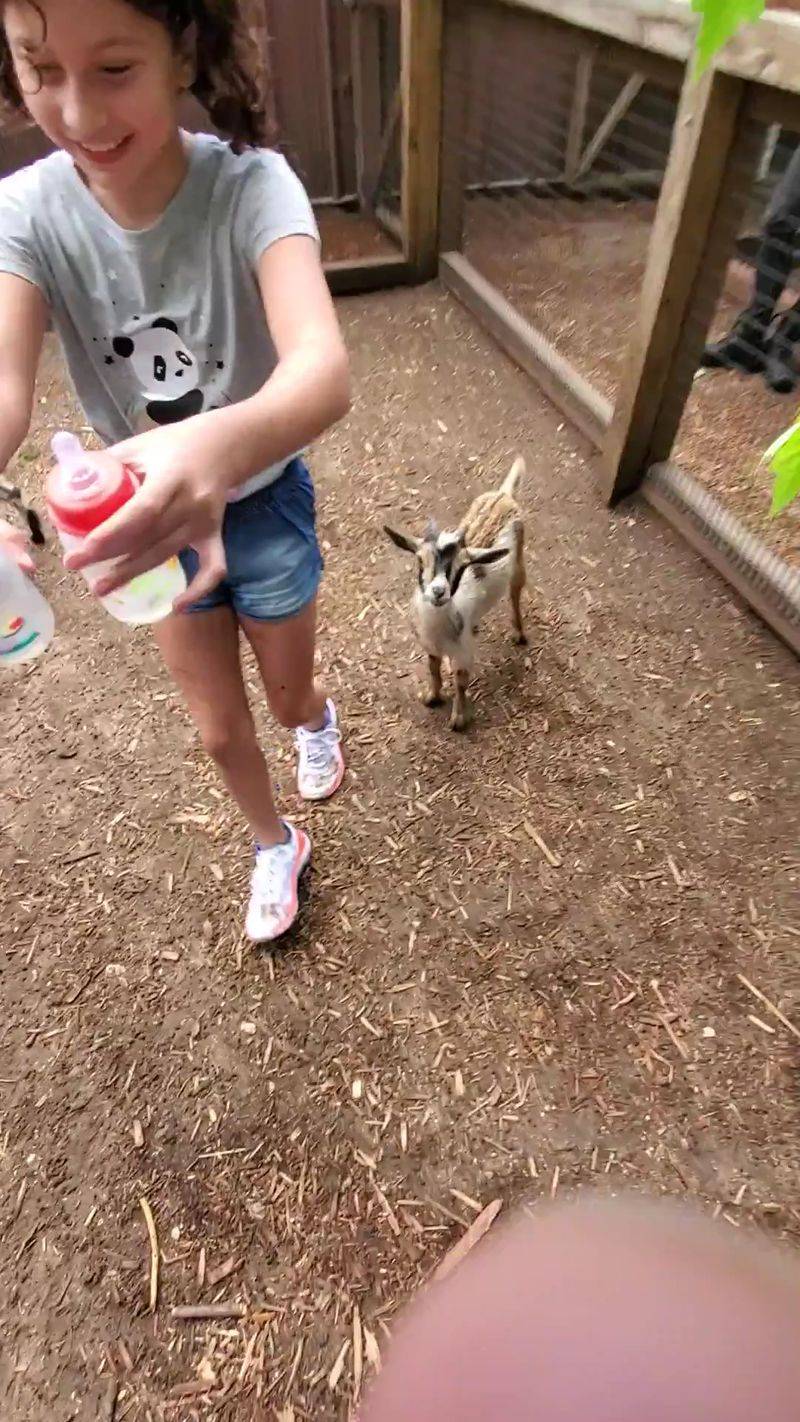 Who Fits Right In at Summerfield Zoo Who Fits Right In at Summerfield Zoo