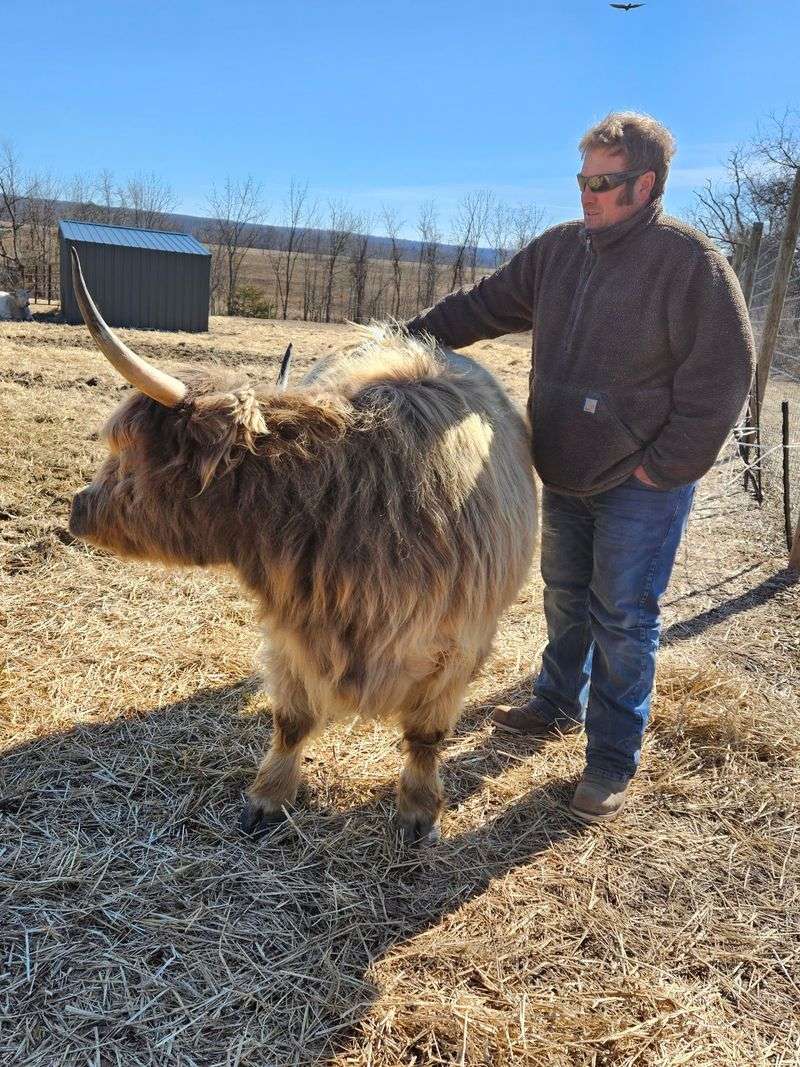 Who The Cow Experience Suits Best Who The Cow Experience Suits Best