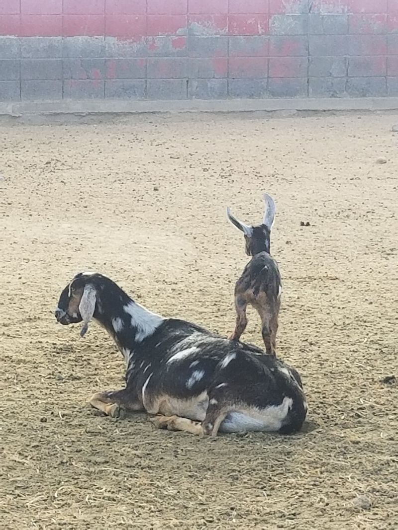 Who Will Love This Little Dairy