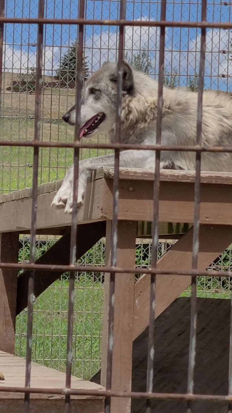 Why Big Run Wolf Ranch Earns a Spot on Your Illinois Road Trip List Why Big Run Wolf Ranch Earns a Spot on Your Illinois Road Trip List