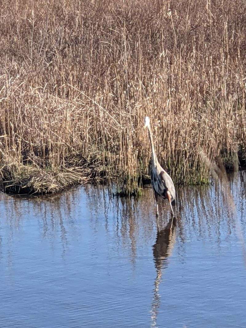 Why Birders Put This Refuge on Their Must-Visit List Why Birders Put This Refuge on Their Must-Visit List