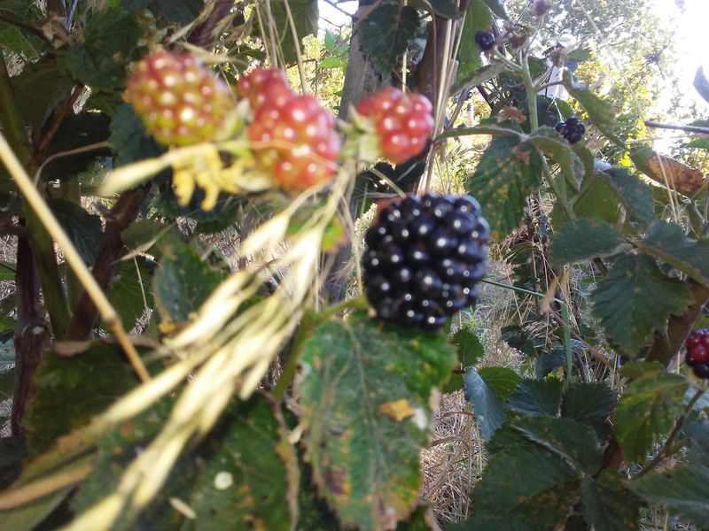 Why Buffalo Creek Berry Farm Deserves a Spot on Your Oklahoma List