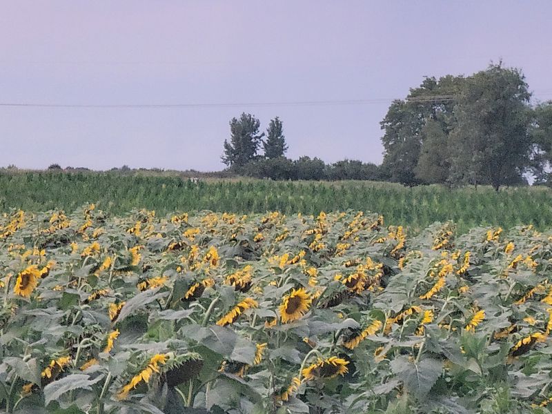 Why Clearview Farm Earns a Spot on Your Summer List