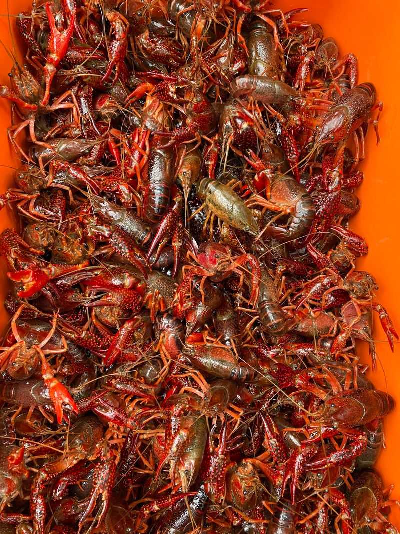 Why Edmond Seafood Earns Its Reputation in Oklahoma