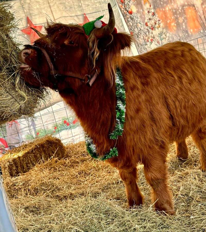 Why Lucky R Ranch Stands Out in Oklahoma Why Lucky R Ranch Stands Out in Oklahoma