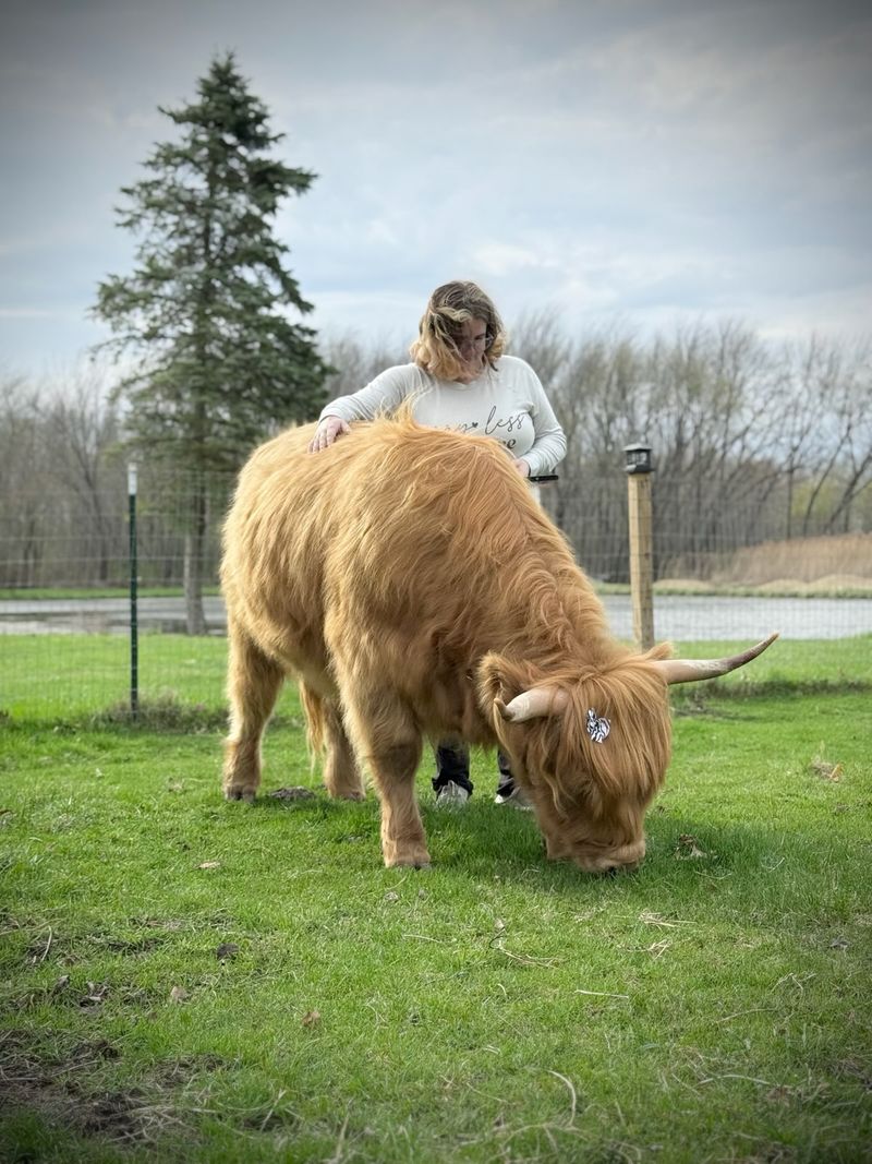 Why Majestic Highlands Homestead Earns Its Reputation Why Majestic Highlands Homestead Earns Its Reputation