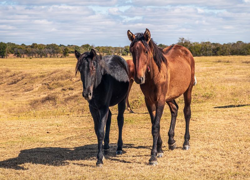 Why Mowdy Ranch Mustangs Is Worth the Drive Why Mowdy Ranch Mustangs Is Worth the Drive
