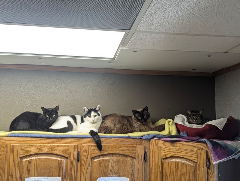 Why Purrfect Cat Rescue Earns a Spot on Your Illinois Day-Trip List Why Purrfect Cat Rescue Earns a Spot on Your Illinois Day-Trip List