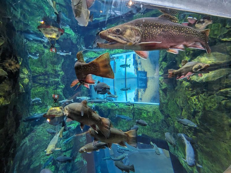 Why This Aquarium Keeps Drawing People Back Why This Aquarium Keeps Drawing People Back