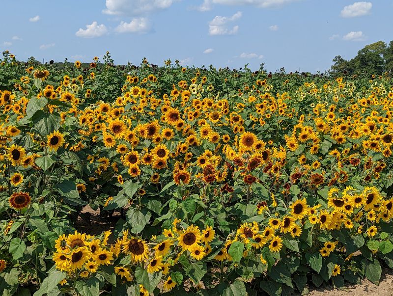 Why This Farm Deserves A Spot On Your Fall Calendar Why This Farm Deserves A Spot On Your Fall Calendar