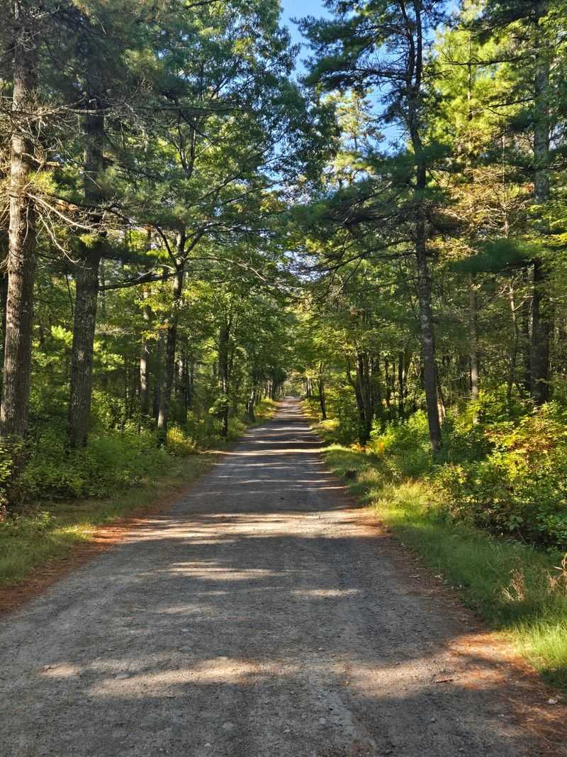 Why This Forest Stays Worth the Trip Why This Forest Stays Worth the Trip