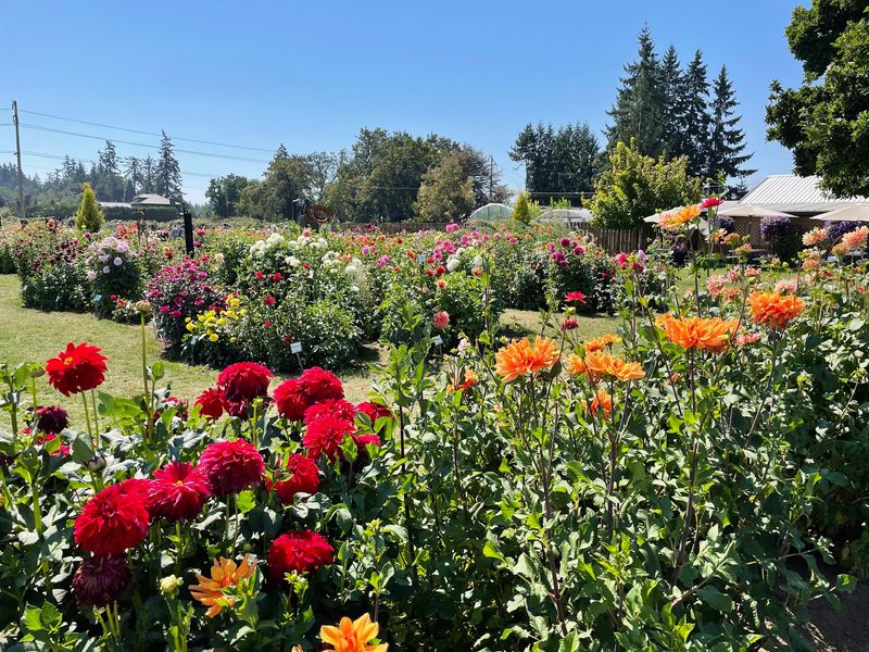 Why This Hidden Bloom Belongs on Your List Why This Hidden Bloom Belongs on Your List