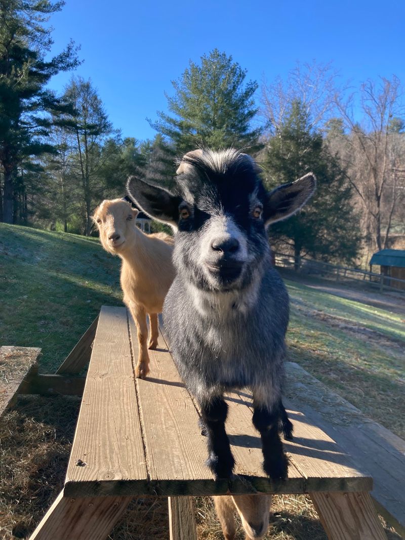 Why This Little Farm Stays With You