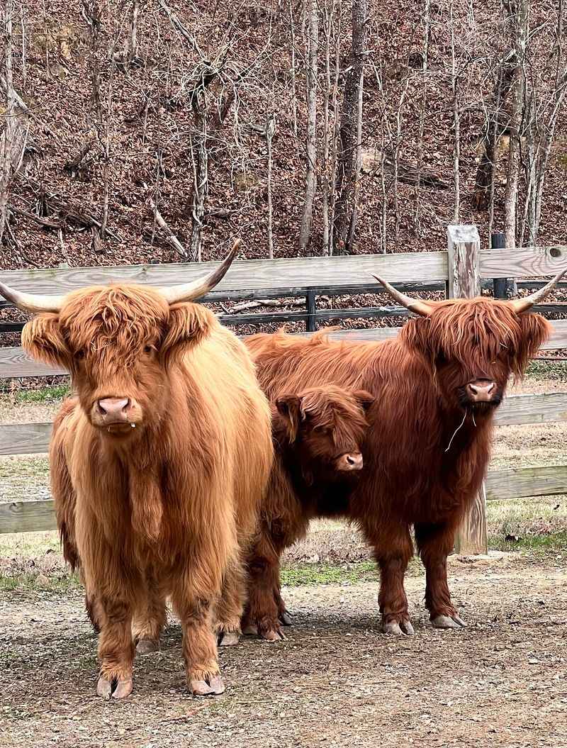 Why This Little Ranch Stays With You Why This Little Ranch Stays With You