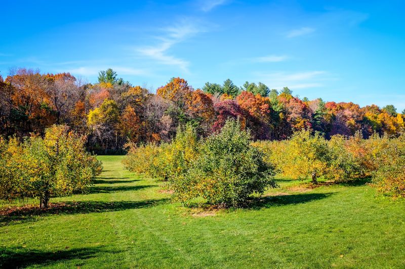 Why This Orchard Stays a Local Favorite