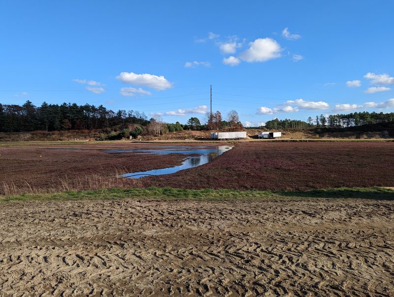 Why This Quiet Bog Is Worth the Drive
