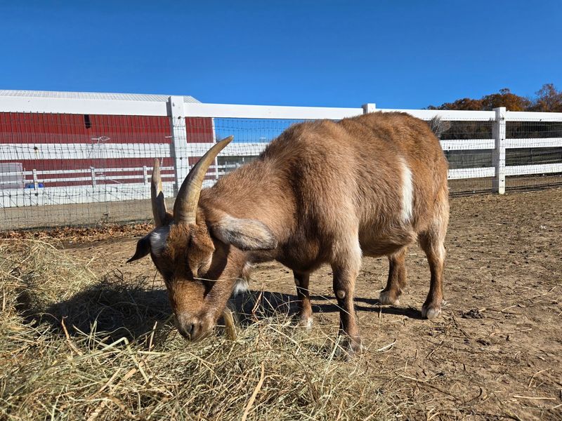 Why This Quiet Farm Deserves a Spot on Your List Why This Quiet Farm Deserves a Spot on Your List