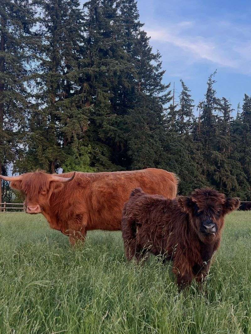 Why This Quiet Farm Wins Hearts Why This Quiet Farm Wins Hearts