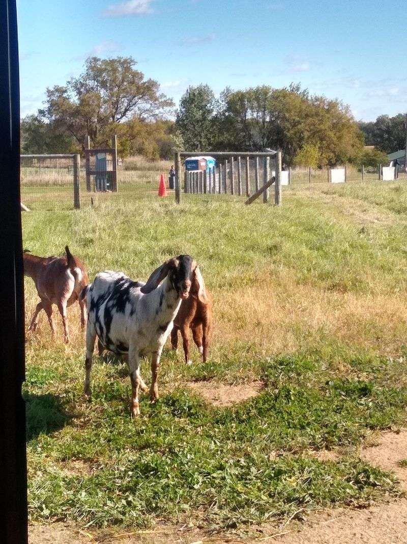Why This Sanctuary Feels Different From a Zoo Why This Sanctuary Feels Different From a Zoo
