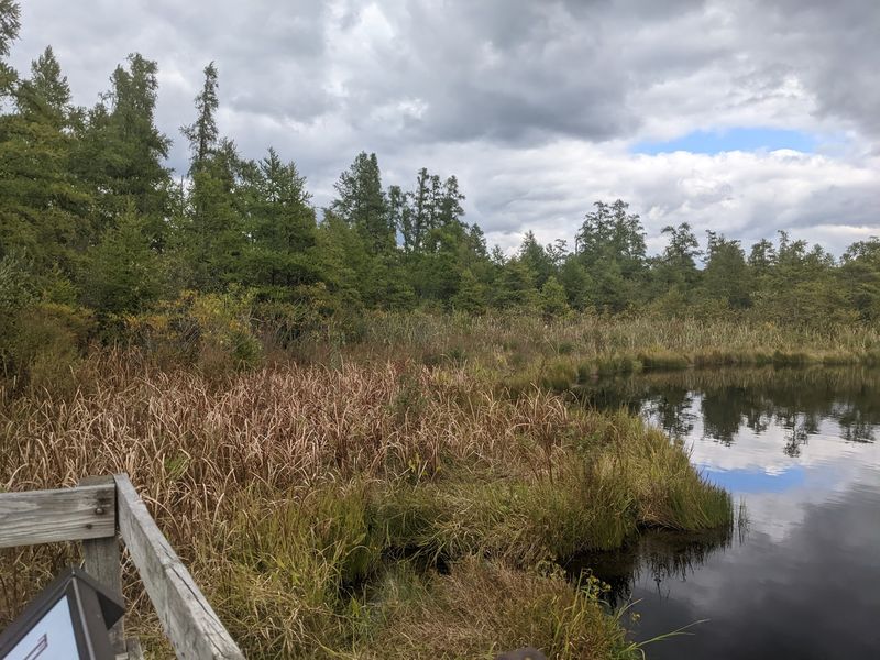 Why Volo Bog Deserves a Spot on Your Illinois List