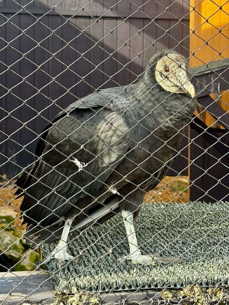 Why Vultures Steal the Show Why Vultures Steal the Show